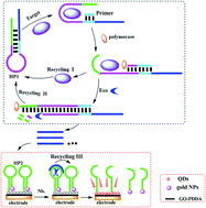 Graphical abstract: Dual-stabilizer-capped CdSe quantum dots for “Off–On” electrochemiluminescence biosensing of thrombin by target-triggered multiple amplification