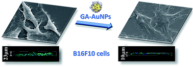 Graphical abstract: Stability of gum arabic-gold nanoparticles in physiological simulated pHs and their selective effect on cell lines