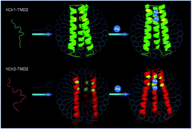 Graphical abstract: Reconstruction of a helical trimer by the second transmembrane domain of human copper transporter 2 in micelles and the binding of the trimer to silver