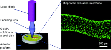Graphical abstract: An ultrafast hydrogel photocrosslinking method for direct laser bioprinting