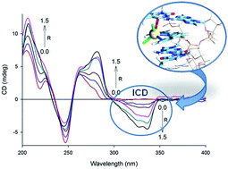 Graphical abstract: Interaction of Cd(ii) and Ni(ii) terpyridine complexes with model polynucleotides: a multidisciplinary approach