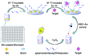 Graphical abstract: Determination of the binding constant of specific interactions and binding target concentration simultaneously using a general chemiluminescence method