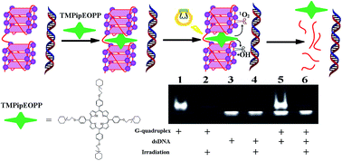 Graphical abstract: Water soluble cationic porphyrin TMPipEOPP-induced G-quadruplex and double-stranded DNA photocleavage and cell phototoxicity