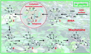 Graphical abstract: Cross-species biosynthesis of maytansine in Maytenus serrata