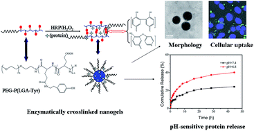 Graphical abstract: Enzyme-mediated in situ formation of pH-sensitive nanogels for proteins delivery