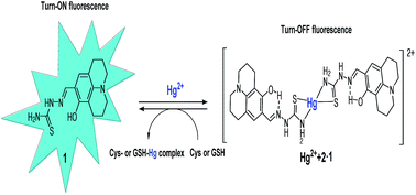 Graphical abstract: Sequential detection of mercury(ii) and thiol-containing amino acids by a fluorescent chemosensor