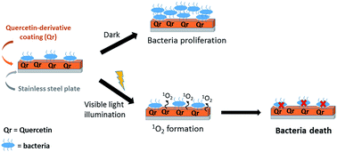 Graphical abstract: Development of photoactivable glycerol-based coatings containing quercetin for antibacterial applications