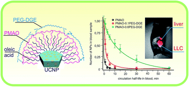 Graphical abstract: PEG-modified upconversion nanoparticles for in vivo optical imaging of tumors