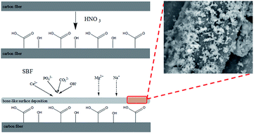 Graphical abstract: Construction of a bone-like surface layer on hydroxyl-modified carbon/carbon composite implants via biomimetic mineralization and in vivo tests