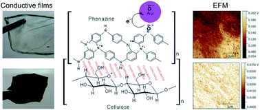 Graphical abstract: Structure and effects of gold nanoparticles in bacterial cellulose–polyaniline conductive membranes