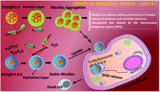 Graphical abstract: Stable and pH-responsive polyamidoamine based unimolecular micelles capped with a zwitterionic polymer shell for anticancer drug delivery
