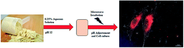 Graphical abstract: Single step synthesized sulfur and nitrogen doped carbon nanodots from whey protein: nanoprobes for longterm cell tracking crossing the barrier of photo-toxicity
