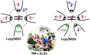 Graphical abstract: Novel insights into l-cysteine adsorption on transition metal doped graphene: influences of the dopant and the vacancy