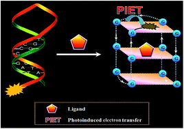 Graphical abstract: High-throughout identification of telomere-binding ligands based on photo-induced electron transfer