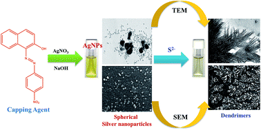 Graphical abstract: Silver nanoparticles as highly efficient and selective optical probe for sulphide via dendrimer formation in aqueous medium