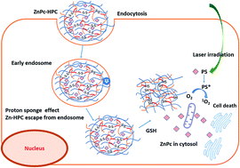 Graphical abstract: Synthesis and characterization of bioreducible heparin-polyethyleneimine nanogels: application as imaging-guided photosensitizer delivery vehicle in photodynamic therapy