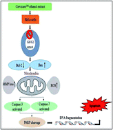 Graphical abstract: Cervicare™ induces apoptosis in HeLa and CaSki cells through ROS production and loss of mitochondrial membrane potential