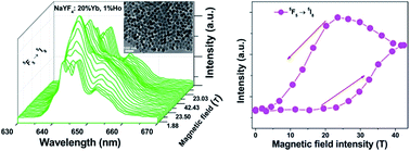 Graphical abstract: Magnetic field enhanced upconversion luminescence and magnetic–optical hysteresis behaviors in NaYF4: Yb, Ho nanoparticles