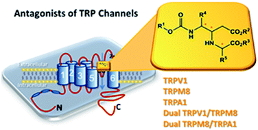 Graphical abstract: New transient receptor potential TRPV1, TRPM8 and TRPA1 channel antagonists from a single linear β,γ-diamino ester scaffold