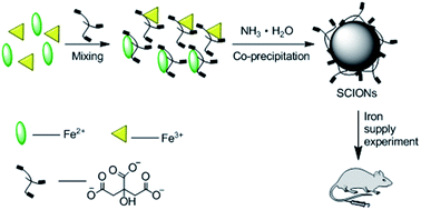 Graphical abstract: The biocompatibility evaluation of iron oxide nanoparticles synthesized by a one pot process for intravenous iron supply