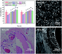 Graphical abstract: Soy protein-modified waterborne polyurethane biocomposites with improved functionality