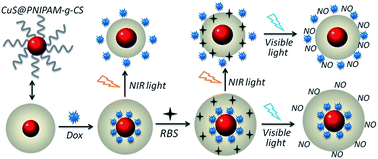 Graphical abstract: Retracted Article: CuS nanocrystal@microgel nanocomposites for light-regulated release of dual-drugs and chemo-photothermal synergistic therapy in vitro