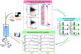 Graphical abstract: RNA-sequencing Oryza sativa transcriptome in response to herbicide isoprotruon and characterization of genes involved in IPU detoxification