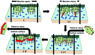 Graphical abstract: Seeding of Au on CdSe/CdS nanoplates using Langmuir–Blodgett technique