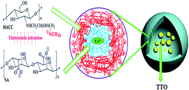 Graphical abstract: Facile fabrication of tea tree oil-loaded antibacterial microcapsules by complex coacervation of sodium alginate/quaternary ammonium salt of chitosan