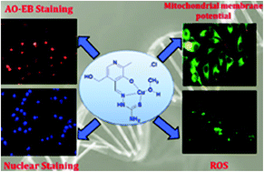 Graphical abstract: Antiproliferative activity of cationic and neutral thiosemicarbazone copper(ii) complexes