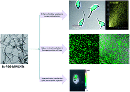 Graphical abstract: Estradiol functionalized multi-walled carbon nanotubes as renovated strategy for efficient gene delivery