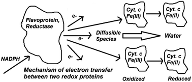 Graphical abstract: Electron transfer amongst flavo- and hemo-proteins: diffusible species effect the relay processes, not protein–protein binding