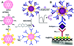 Graphical abstract: An electrochemical immunosensor comprising thionin/silver nanoparticles decorated KIT-6 for ultrasensitive detection of squamous cell carcinoma antigen