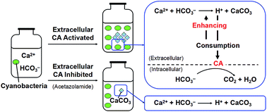 Graphical abstract: Insight into calcification of Synechocystis sp. enhanced by extracellular carbonic anhydrase