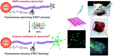 Graphical abstract: In vivo mapping and assay of matrix metalloproteases for liver tumor diagnosis