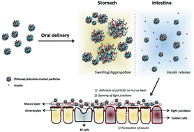 Graphical abstract: Impact of the in vitro gastrointestinal passage of biopolymer-based nanoparticles on insulin absorption