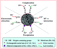 Graphical abstract: Competitive removal of Cd(ii) and Pb(ii) by biochars produced from water hyacinths: performance and mechanism