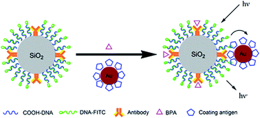 Graphical abstract: A competitive fluorescence quenching-based immunoassay for bisphenol A employing functionalized silica nanoparticles and nanogold