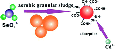 Graphical abstract: Adsorption of Cd(ii) from aqueous solution by biogenic selenium nanoparticles
