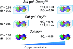 Graphical abstract: Entrapment and characterization of functional allosteric conformers of hemocyanin in sol–gel matrices