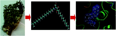 Graphical abstract: Anti-choline esterase activity of ceramides from the Red Sea marine sponge Mycale euplectellioides