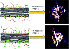 Graphical abstract: CLIC1 antibody conjugated nanoscale contrast agent as a sensitive and targeted molecular imaging probe for gallbladder cancer diagnosis