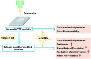 Graphical abstract: Enhanced osteogenic differentiation and biomineralization in mouse mesenchymal stromal cells on a β-TCP robocast scaffold modified with collagen nanofibers