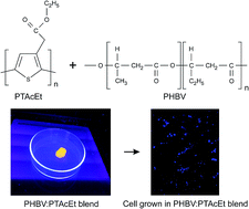 Graphical abstract: Poly(3-hydroxybutyrate-co-valerate)/poly(3-thiophene ethyl acetate) blends as a electroactive biomaterial substrate for tissue engineering application
