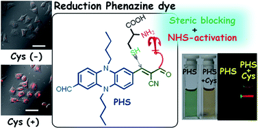 Graphical abstract: A phenazine-based near-infrared (NIR) chemodosimeter for cysteine obtained via a carbonyl-assisted cycloaddition process