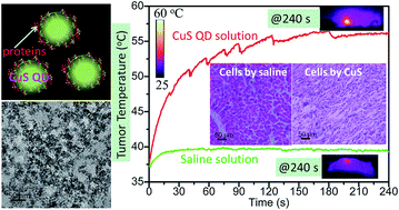 Graphical abstract: Egg white-mediated green synthesis of CuS quantum dots as a biocompatible and efficient 980 nm laser-driven photothermal agent