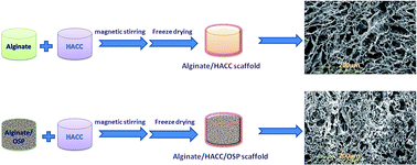 Graphical abstract: Preparation and characterization of alginate/HACC/oyster shell powder biocomposite scaffolds for potential bone tissue engineering applications