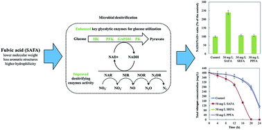 Graphical abstract: Effect of fulvic acids with different characteristics on biological denitrification