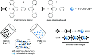 Graphical abstract: Tailoring length and viscosity of dynamic metallo-supramolecular polymers in solution