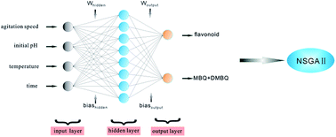 Graphical abstract: The optimization of the fermentation process of wheat germ for flavonoids and two benzoquinones using EKF-ANN and NSGA-II